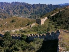 乌龙沟长城-涞源-大松树叶子