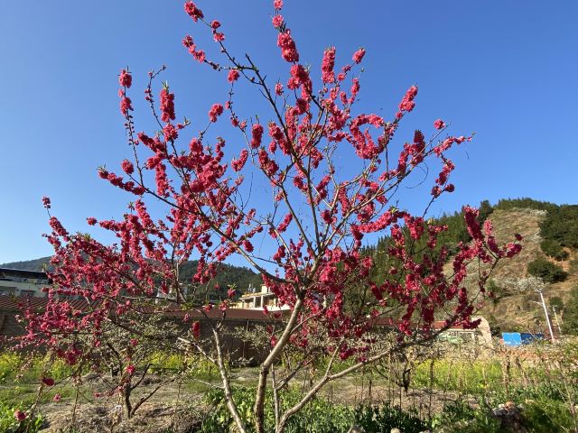 九峰镇花海旅行图片 3