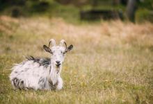 UK休闲农场景点图片
