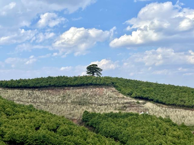 红土地千年老龙树(暂停开放)旅行图片 1
