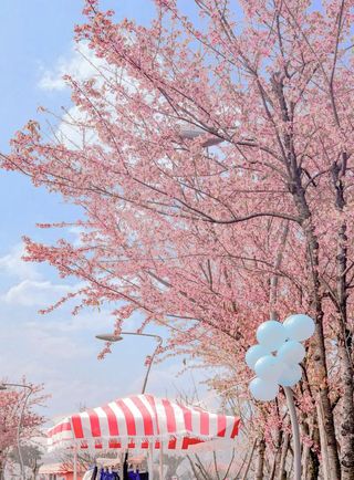 冬日限定樱花海!成都人家门口的冬樱观赏去处——青龙湖,拍个美照刷屏朋友圈吧!