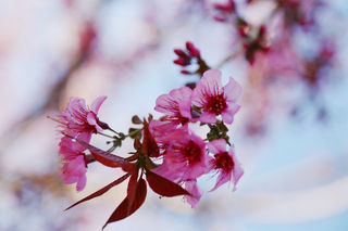 老绌笔记三十五冬樱花