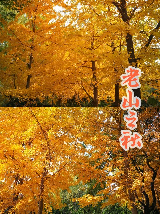 老山城市休闲公园旅行图片 11