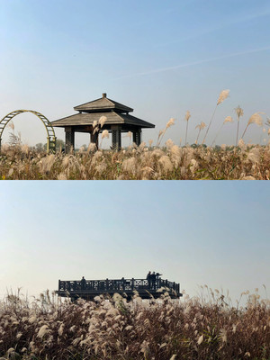 宁波赏秋,这里真的太好拍了!绝美秋景快冲