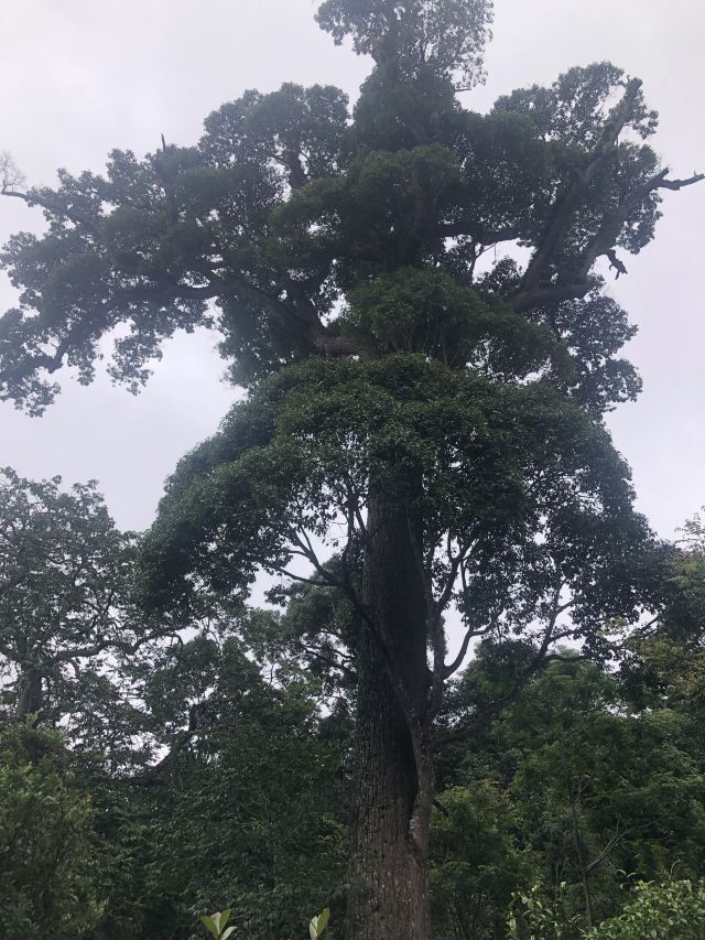 景迈千年万亩古茶园旅行图片 2