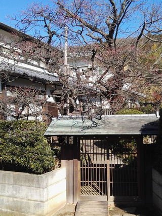 日本行——东京、镰仓篇