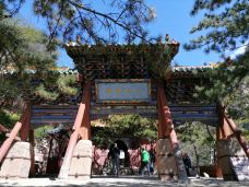 恒山-浑源-大松树叶子