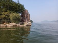 万佛湖风景区-舒城-大松树叶子