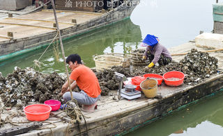 在中国蚝都品尝地道全蚝宴,满桌佳肴皆有蚝,好吃到瞬间光盘