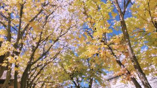 大理故事：遇见大理最美的秋天