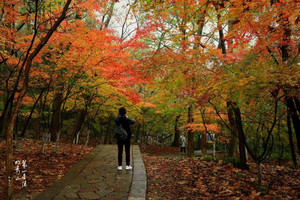 新港/栖霞山景区游记图文-高能预警！！层林尽染的栖霞山，最佳观赏期已就位