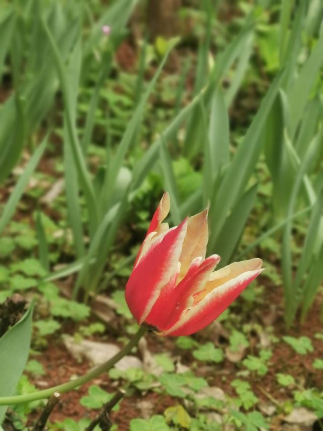 南岭植物园旅行图片 9
