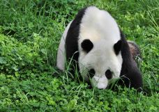 雅安碧峰峡熊猫基地-雅安
