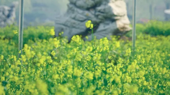 中華奇石城
