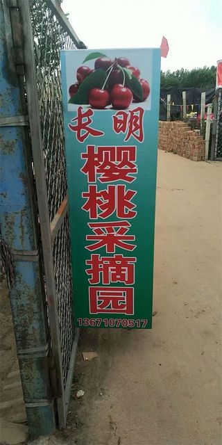 北京通州西集长明樱桃采摘园，边摘樱桃边来场烧烤BBQ，品种超多