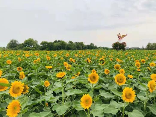 芜湖六郎湿地花海