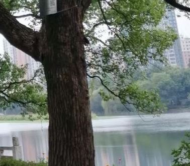 柳湖沙月沙滩公园旅行图片 4