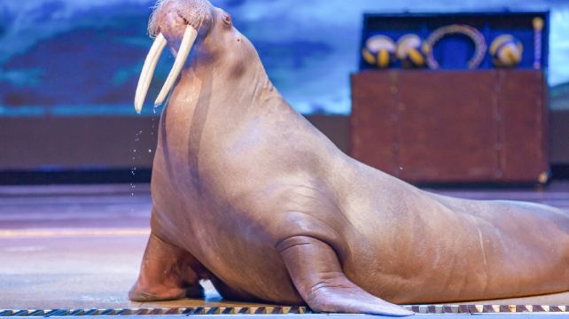 《海狮哈哈秀》