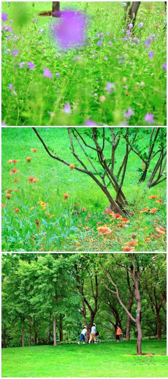 四得公园旅行图片 7