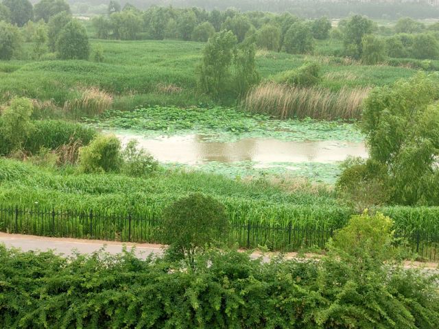 灞渭生态滩区旅行图片 12