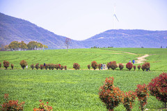 巢湖游记图片] 我不允许你还不知道，安徽第一目前唯一的国家级旅游度假区，半汤旅游度假村