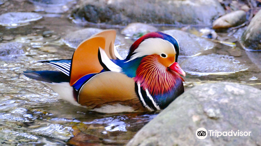 海拉布倫動物園