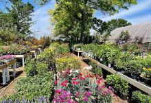 Hillside Garden Center购物图片