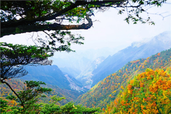 来巴山大峡谷看尽红叶美景