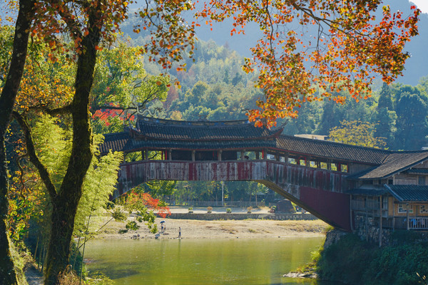 千年古树红了叶，这是秋天旅游最美地，惊艳你的秋季色彩