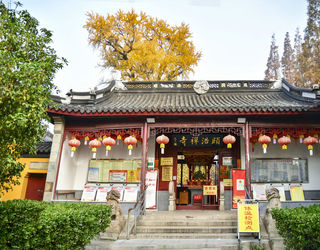 秋天黄叶的上海颐浩禅寺的古银杏树