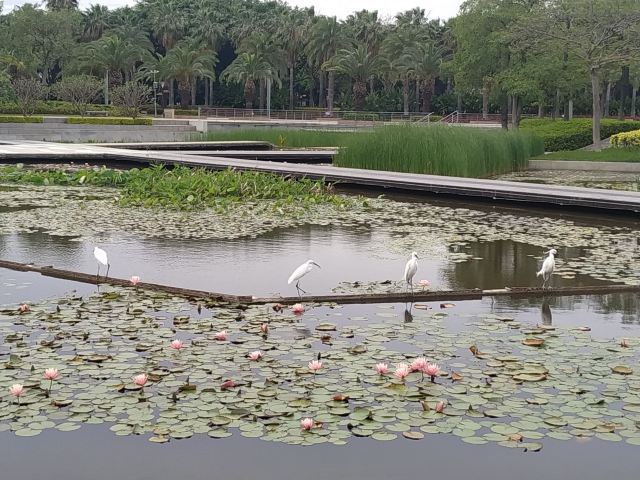 海湾公园旅行图片 6