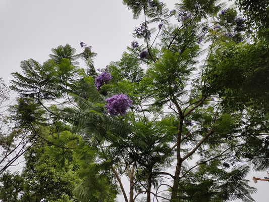 蓝花楹,典雅的大家闺秀