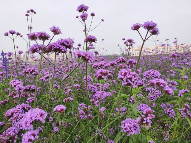 通辽薰衣草庄园旅行图片 1