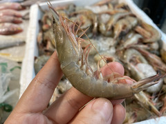 萧山区游记图片] 来自深海的虾，虾中“爱马仕”你了解过吗？