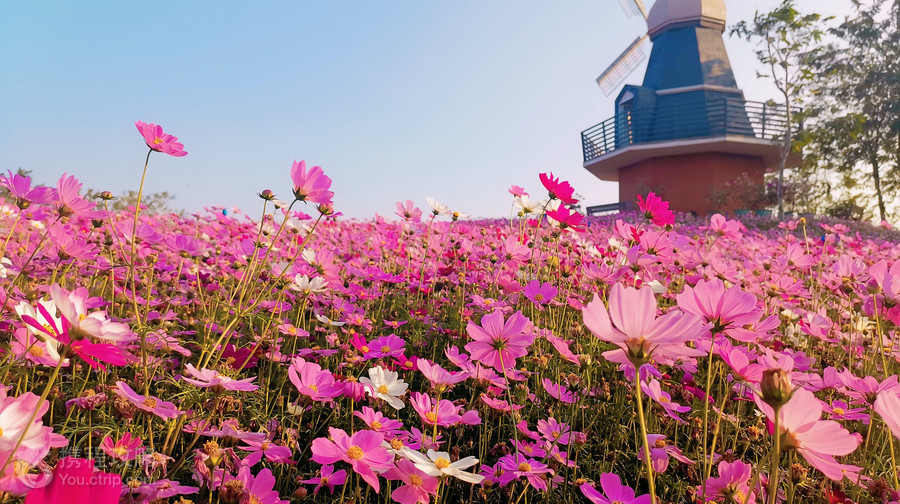 海花島珍奇特色植物園