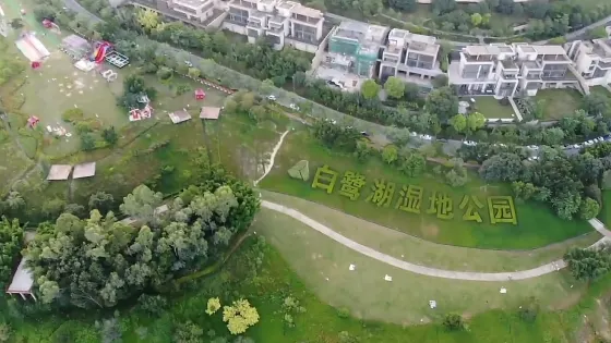 惠州金山河白鷺棲霞