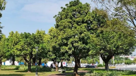 榕園