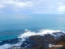 坎尼特河沿岸考拉步行道-Kennett River