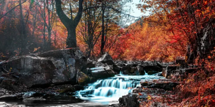 楓林谷森林公園