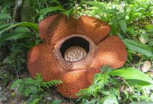 大王花保护区景点图片