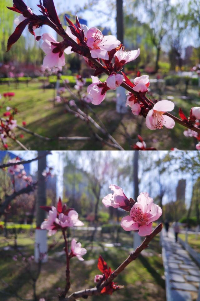 学府公园旅行图片 4