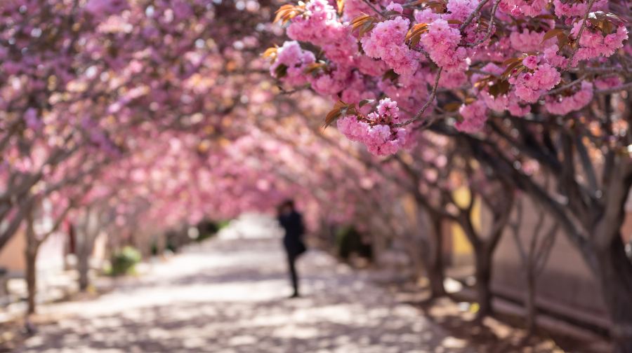 莱阳濯村樱花园
