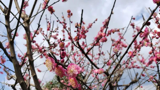 四川省高石梯森林公園