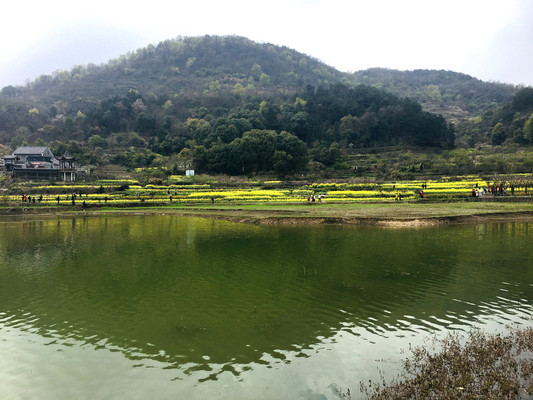 湖北小婺源--中国美丽休闲乡村大冶沼山油菜花