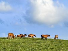百里天路-丰宁-黑牡丹-旅行