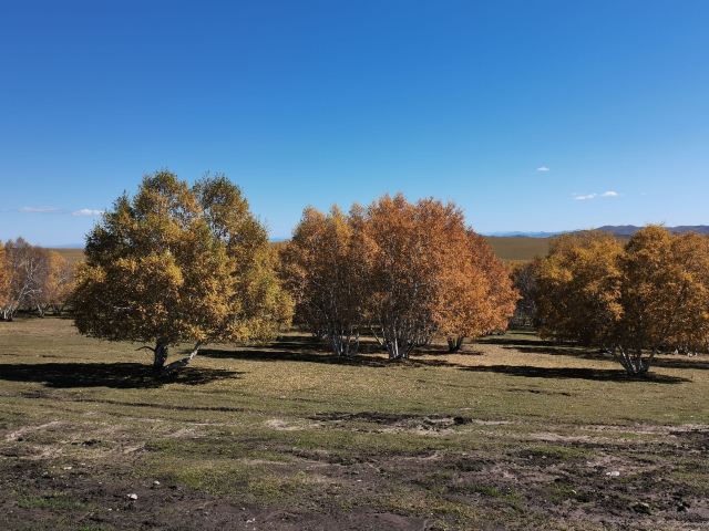 黄岗梁国家森林公园旅行图片 1