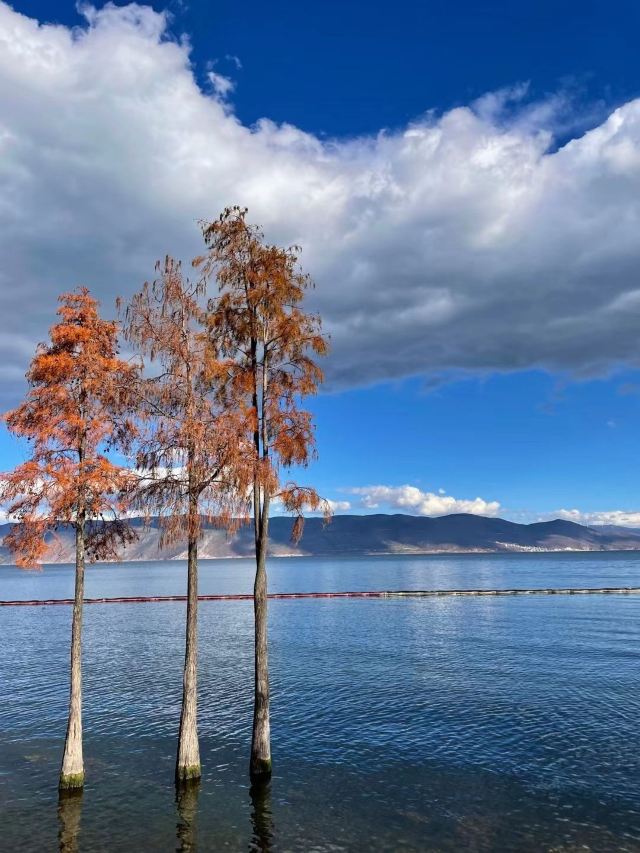 洱海月湿地公园旅行图片 1