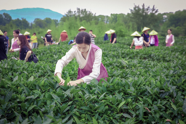 武夷山香江茗苑茶文化之旅一日游