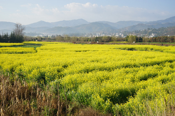 四进云南(大理之七,巍山坝子的菜花黄了)