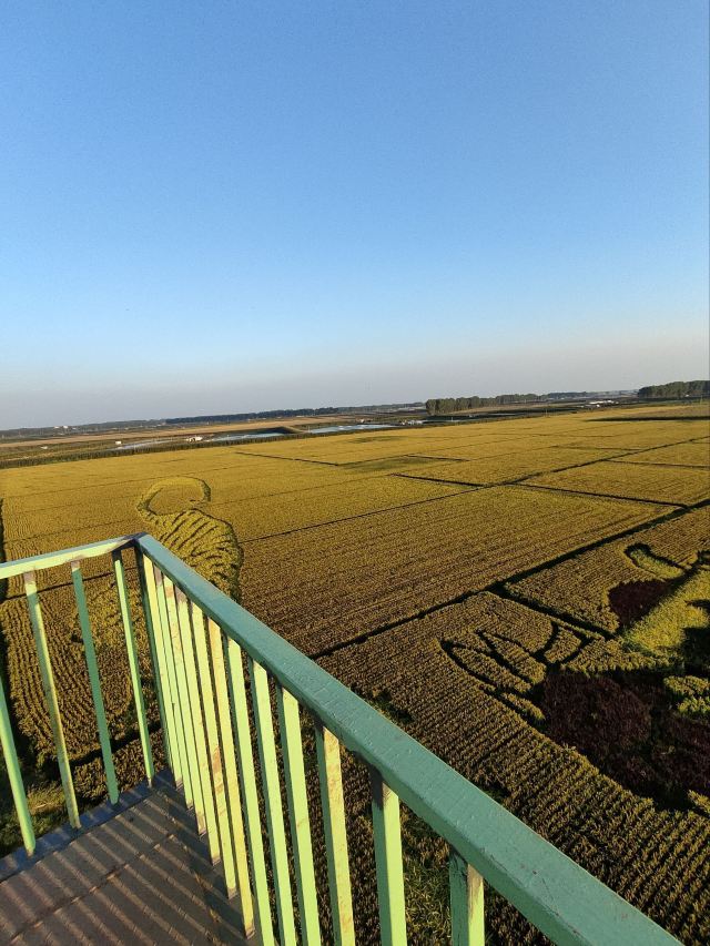 辽中蒲河稻乡稻田画景区旅行图片 6